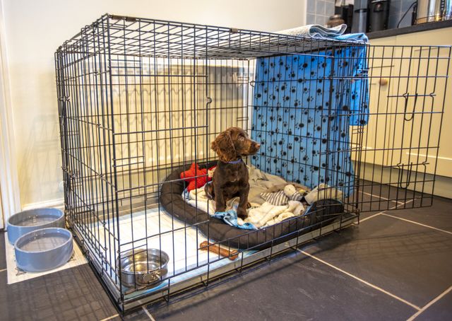 How to settle puppy in crate at night hotsell